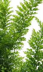 Obraz premium A close-up view of a tree with vibrant green leaves, perfect for nature or environmental themed projects