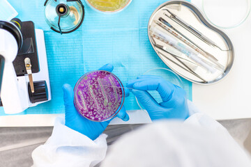Examine bacteria in petri dishes in the laboratory. Selective focus.