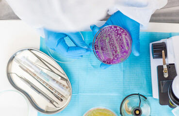 Examine bacteria in petri dishes in the laboratory. Selective focus.