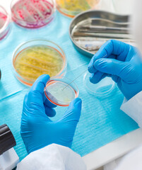 Examine bacteria in petri dishes in the laboratory. Selective focus.