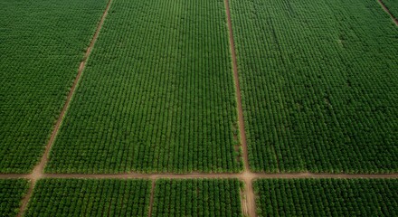 An overhead shot of a vast, green field divided by pathways, showing agriculture.