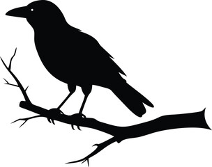 raven bird silhouette on a dead tree branch 