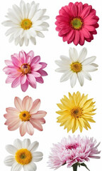 A bouquet of variously colored flowers against a clean white background