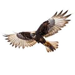 Obraz premium Majestic Hawk in Full Flight with Spread Wings Against White Background