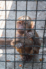 Little monkey in the zoo.
Monkey behind bars.
Monkey in a cage.