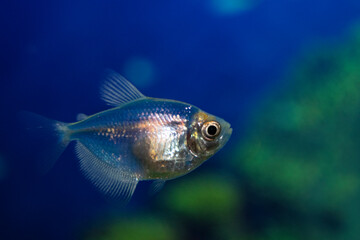 Aquarium  fish-ternetzi swim. The Latin name Gymnocorymbus ternetzi. Close-up, blue background. One fish is  blue.