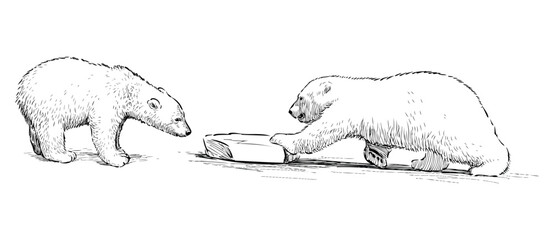 Sketch of two polar bear cubs playing with ice, realistic outline hand drawn vector illustration isolated on white