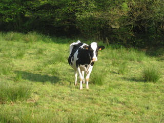 Holstein cow in a field - Vache Holstein dans un pré