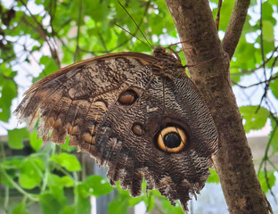 close up view of large brown butterfly on a branch