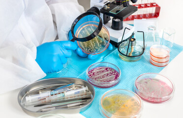 Examine bacteria in petri dishes in the laboratory. Selective focus.