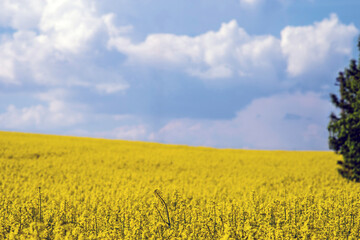 field of blooming canola against a blue sky with clouds. Selective focus.