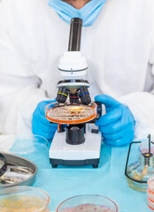 Examine bacteria in petri dishes in the laboratory. Selective focus.