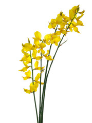 Spanish broom flowers, rush or weaver's broom isolated on white, Spartium junceum