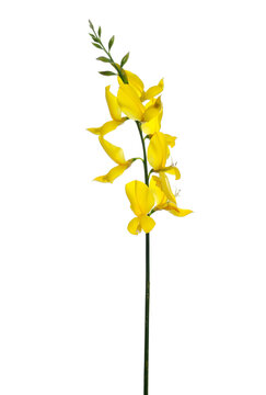 Spanish broom flowers, rush or weaver's broom isolated on white, Spartium junceum