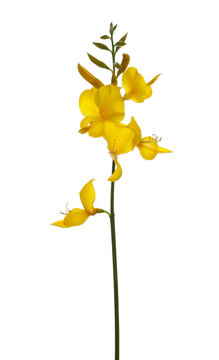 Spanish broom flowers, rush or weaver's broom isolated on white, Spartium junceum