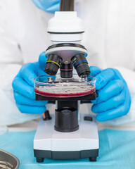 Examine bacteria in petri dishes in the laboratory. Selective focus.
