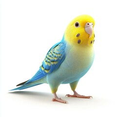 Vibrant blue and yellow budgie against a plain white backdrop.