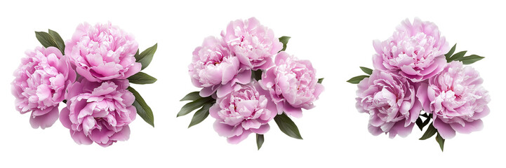 Set of Close-up of a single pink peony flower, showing delicate petals and green leaves on transparent png background. Ai generated
