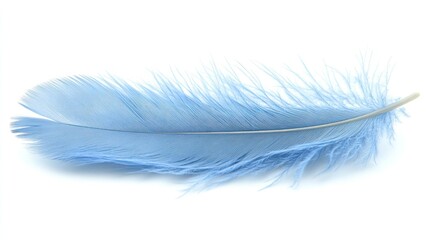 Obraz premium Light blue feather on white background