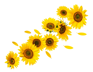 fallende Sonnenblumen blüten isoliert auf weißen Hintergrund 