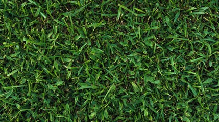 Obraz premium Lush Green Grass Texture Nature Background.