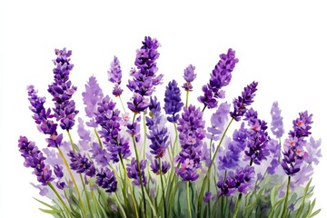 Naklejka premium Beautiful watercolor painting of lavender flowers, bursting with rich purple hues on a white backdrop.