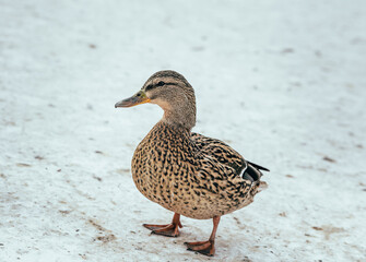 female mallard duck