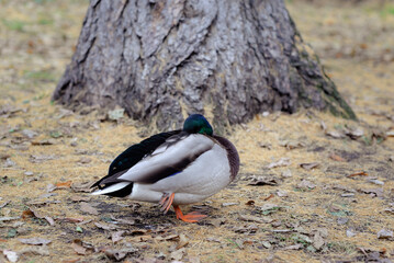 wild duck in the wild