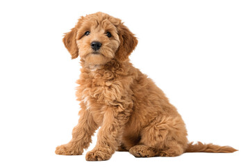 Adorable golden doodle puppy sitting isolated on black background pet portrait