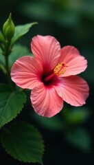 Obraz premium Single hibiscus flower, delicate details visible , petals, vibrant, floral