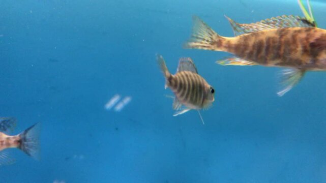 School of peacock cichlids (Aulonocara) swimming in a fresh water fish tank