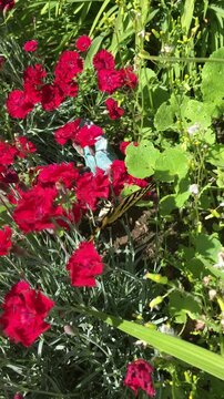 Western Tiger Swallowtail (Papilio rutulus) butterfly  landing on Dynasty Red Pinks Dianthus flowers in a backyard garden in the summer in Provo, Utah.  Butterfly flapping its wings (vertically shot).