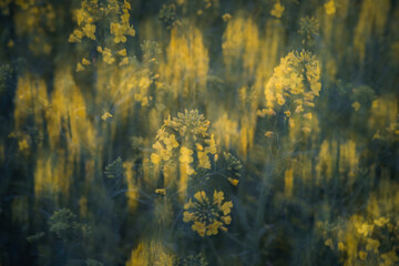 Abstract rapeseed field with vertical motion blur