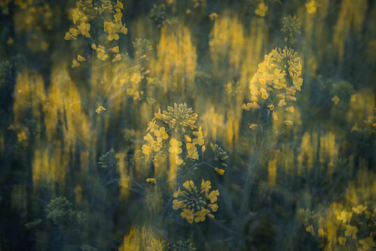 Abstract rapeseed field with vertical motion blur