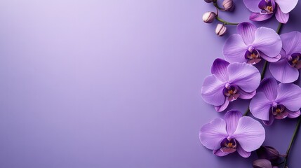 Purple orchid branch on purple background, summer spring flowers beauty concept, card with copy space, birthday wedding wallpaper, flat lay