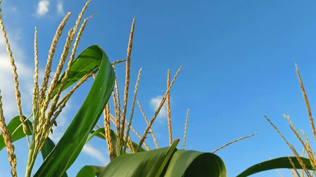 Flowering cornfields and clear cloudy skies, cornfields in a beautiful rural area.