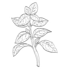 Drawing sketch style illustration of a Basil or Ocimum basilicum also called great basil, a culinary herb of the family Lamiaceae or mints on isolated background done in black and white line art. 

