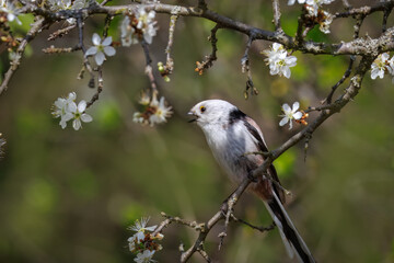 Long-tailed Tit (Aegithalos caudatus) bushtit sits on the thin branch with white flowers and looks toward the camera lens with green background.