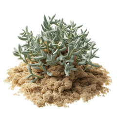 Silver Spurge Succulent Plant in Sand Dune