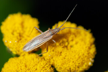 Long thin plant bug - Megaloceroea recticornis - sits on a yellow tansy flower. Large lan, blurred dark background.