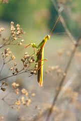 Green mantis hunting, perfectly camouflaged among plant stems, in ambush. Close-up, blurred background.