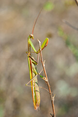 Green mantis hunting, perfectly camouflaged among plant stems, in ambush. Close-up, blurred background.