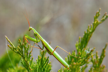 Green mantis hunts, perfectly camouflaged among stems and plants, in ambush. Close-up, blurred background.