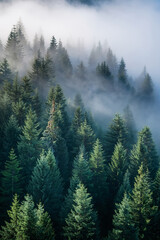 Fototapeta premium Neblina matinal en bosque de abetos 01