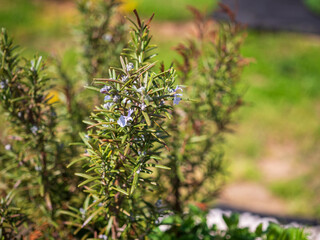 Closeup of a rosemary plant with small purple flowers, growing outdoors in a sunny garden.