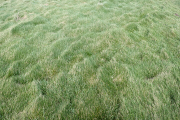 top view of grass in the wind , close-up , background and texture 