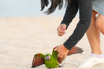 Chestnut-fronted macaw(Ara severus) with women on beach