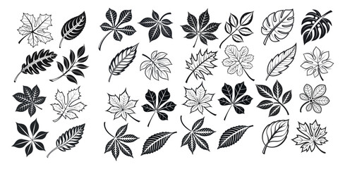Collection of Black and White Leaf Silhouettes, Diverse Black and White Leaf Illustrations for Design Projects, leaf, leaves, autumn, fall, nature, plant, botanical, illustration, graphic, design, pat