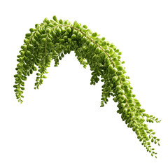 Lush Green Hanging Plant, Elegant Arching Vine,  Nature's Hanging Garden