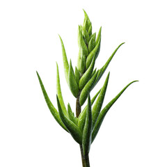 Fototapeta premium Vibrant Green Plant Sprout Close-Up of a Unique Botanical Specimen